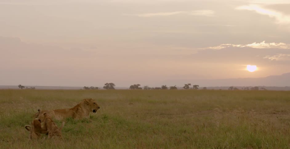 Lion cubs play as an older lion watches the sun