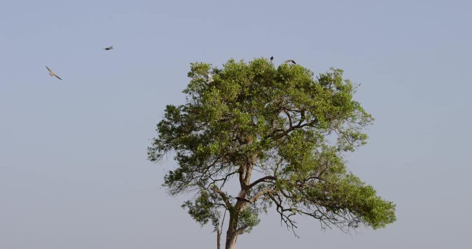 Birds flying around and landing on top of tree