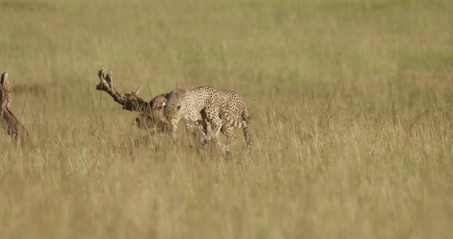 Cheetahs stand in a grassy field