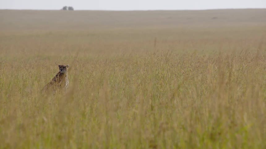A cheetah sits in the grass looking around during the day