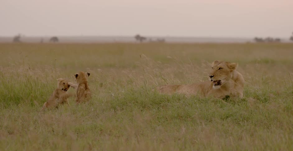 Two lion cubs play fight near their resting mother during the day