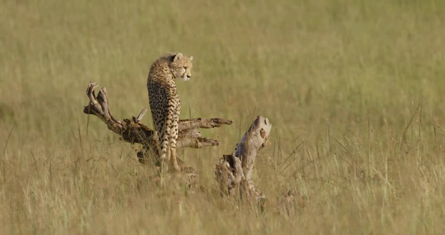 A cheetah cub perches on a dead tree during the day