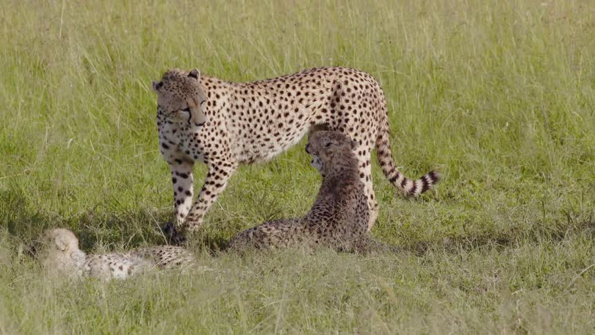 A group of cheetahs are playing in the grass
