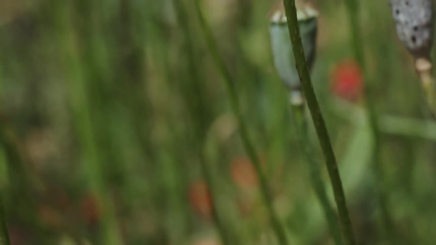 Close up view of orange flowers