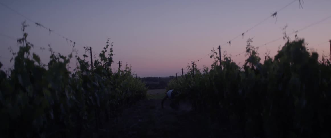 A man falls down walking through his farm at dawn