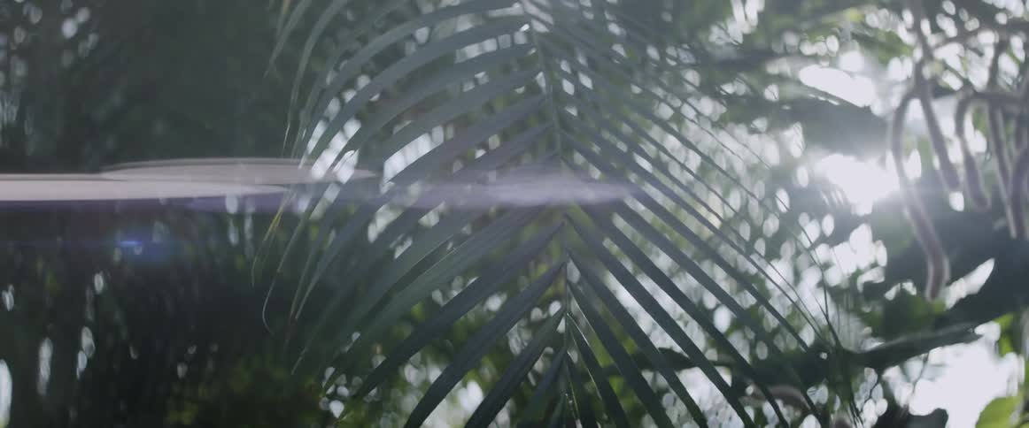 Palm tree leaves are letting the sun shine through