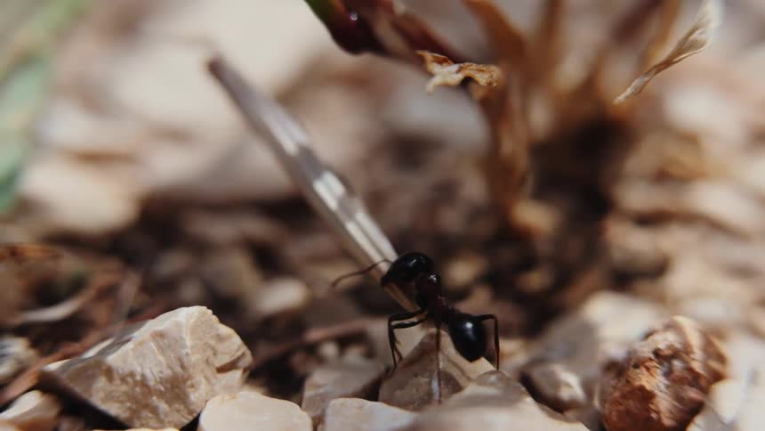 An ant carries a twig across gravel