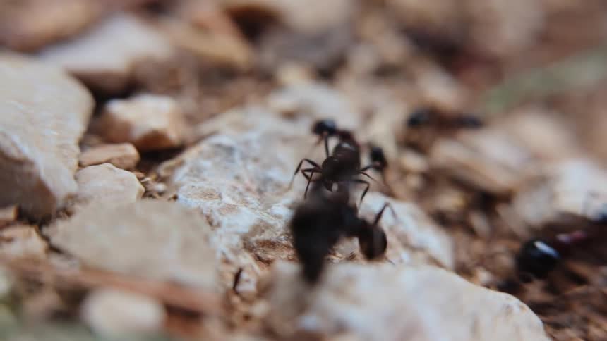 The black ants work together carrying things over the rocks