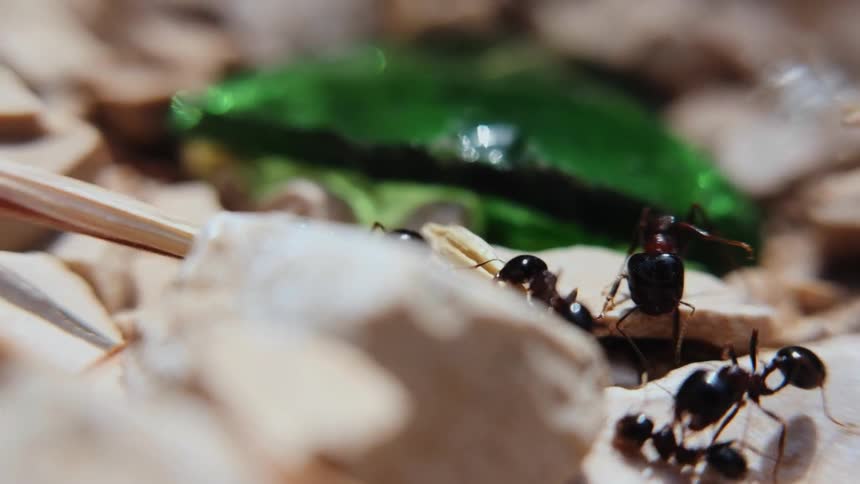 Ants are carrying sticks