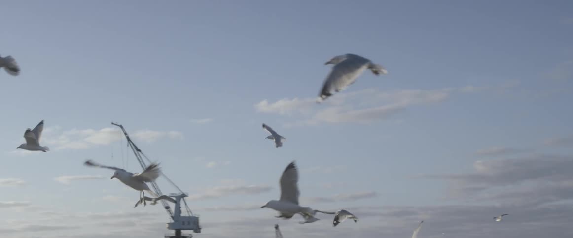 Seagulls fly near a body of water