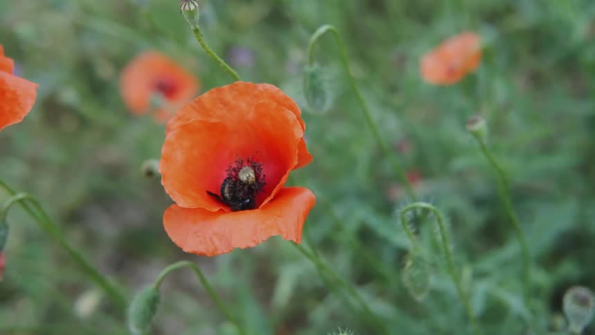 Bumble bee collects pollen from a poppy flower