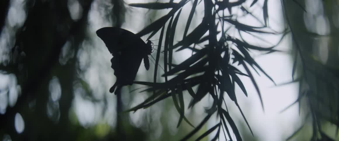 The wind is blowing the leaves that the butterfly is sitting on