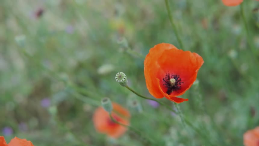 A bee flies over red poppies