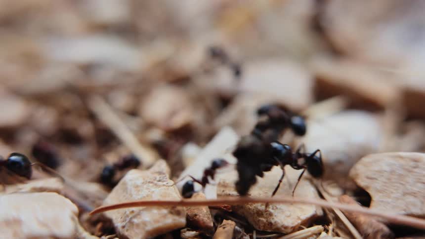 Ants are crawling over rocks carrying things