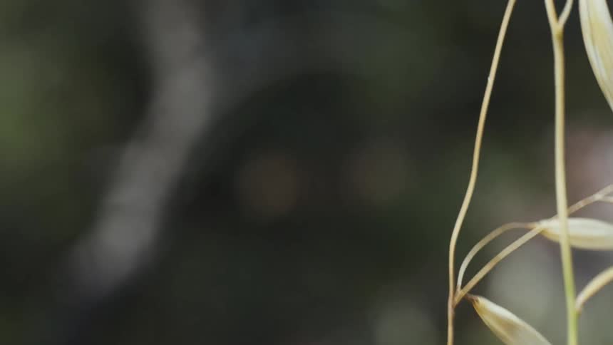 Wind blows through a plant