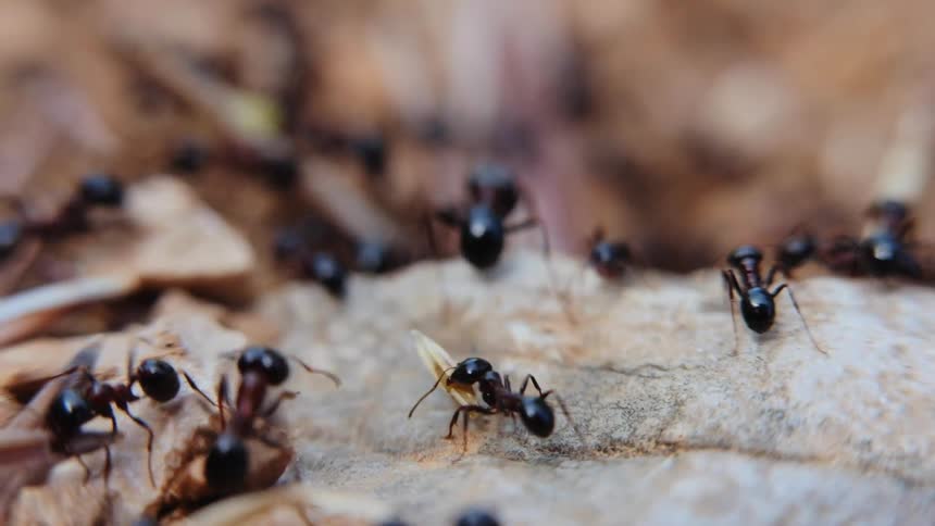 A large group of ants crawl over the rocks and pick up branches