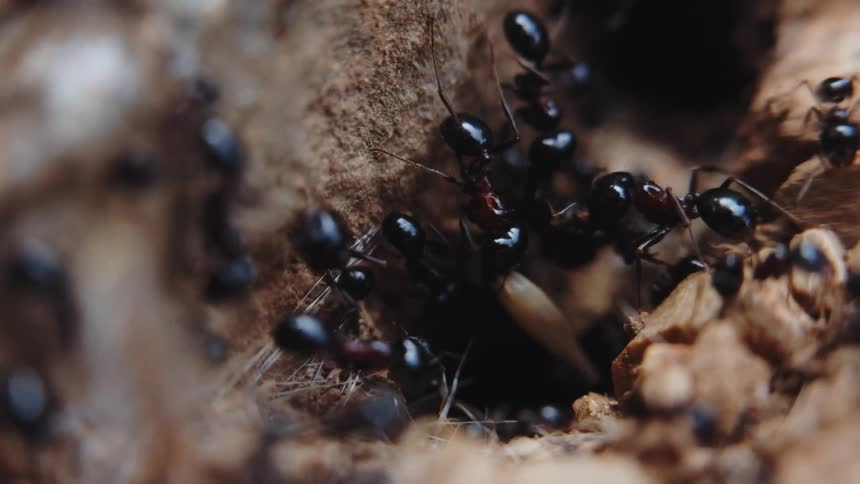 Ants work to carry items into an ant nest in the dirt