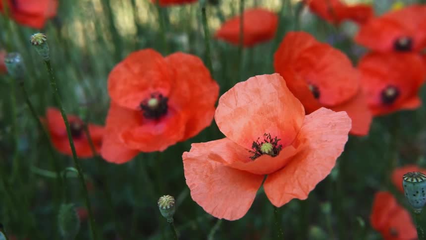 Flowers with red petals blow gently in the breeze