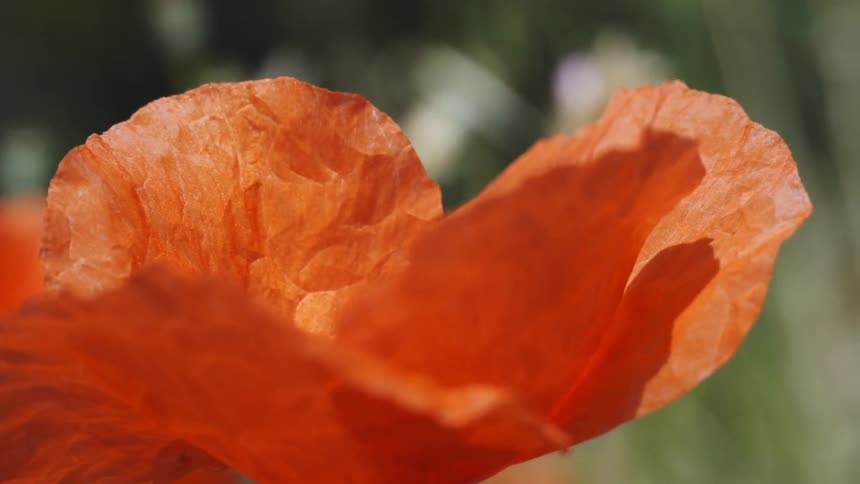 The orange flowers are blowing in the wind