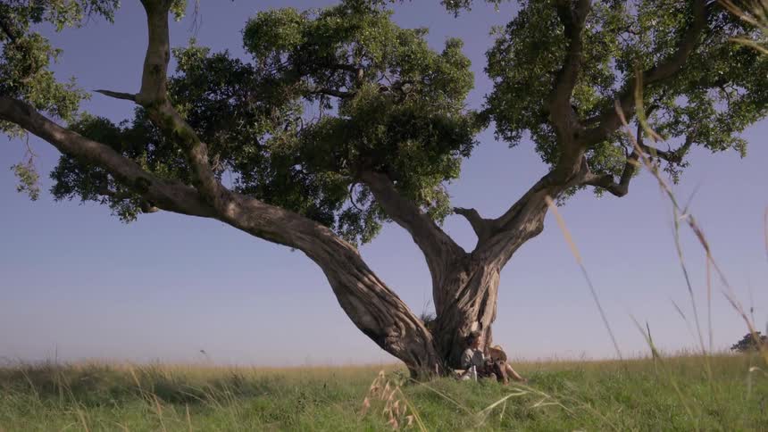 Two people sit by a large tree on a sunny day