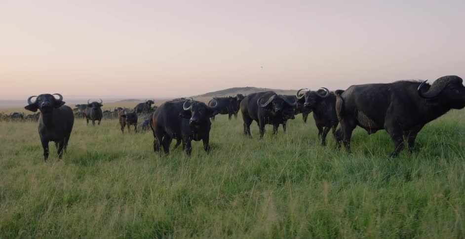 Water buffalo walk in a grassy field