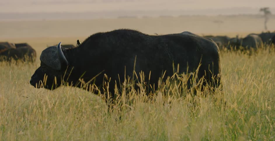 A water buffalo is grazing with its herd