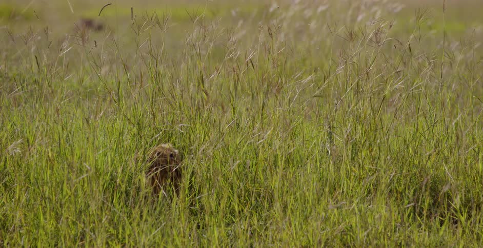 The grass is tall and there is an animal laying inside