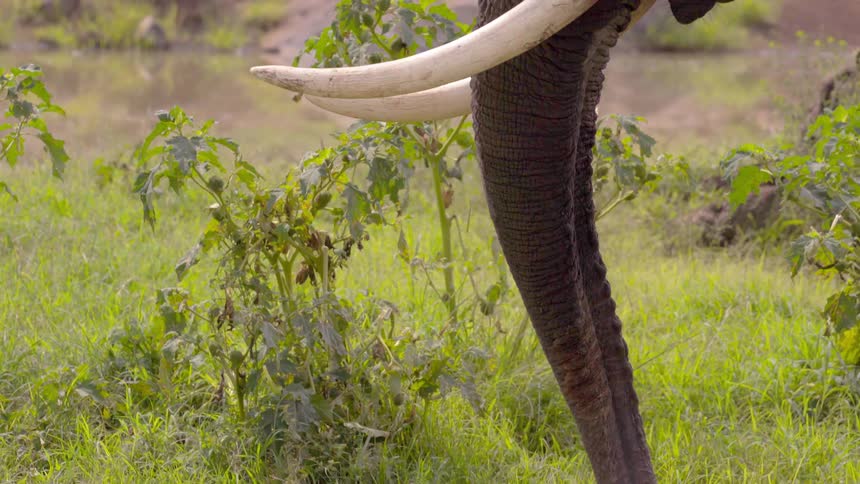 An elephant swinging its trunk