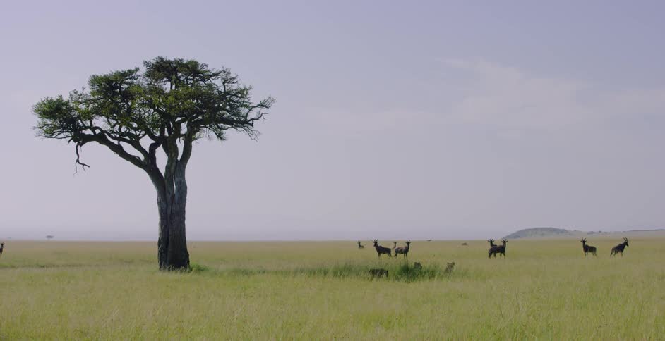 A tall tree is by itself on the field near topi
