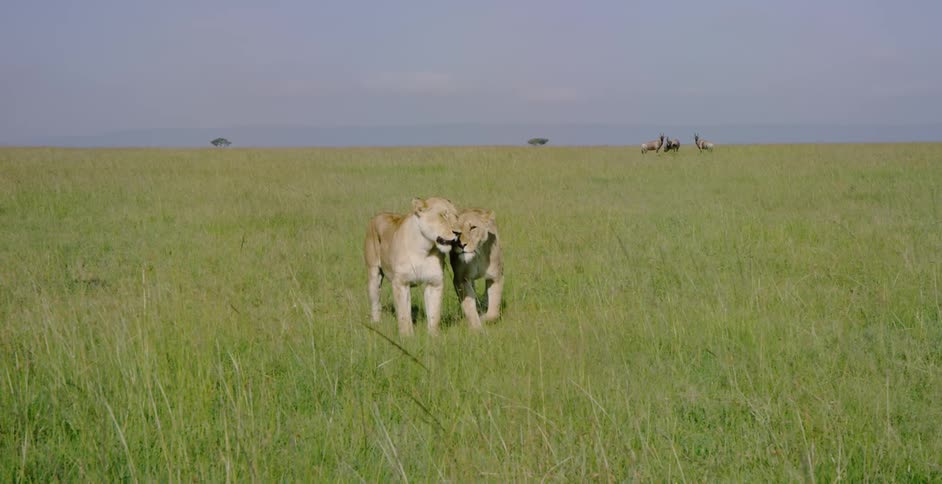 Two lions nuzzle each other during the day