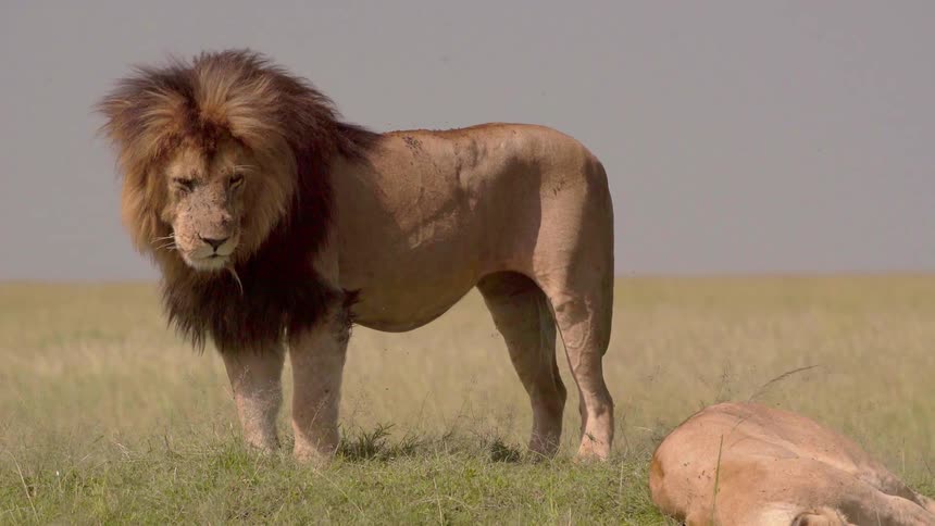 Lions lay and graze in a field
