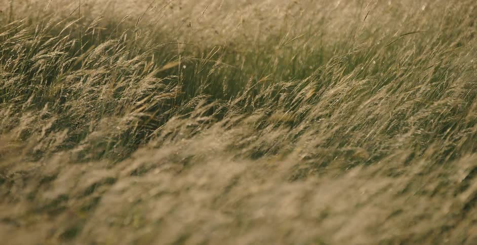 Wheat grass is blowing around in a field