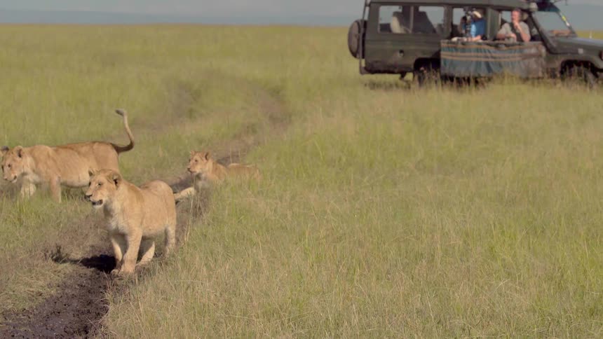 Lions walk in a grassy field as a vehicle sits nearby