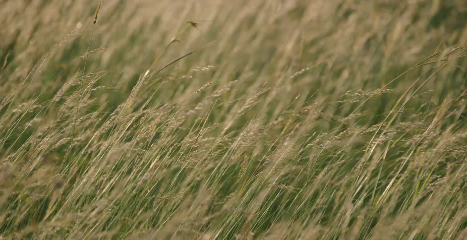 Grass in a field sways in the breeze during the day