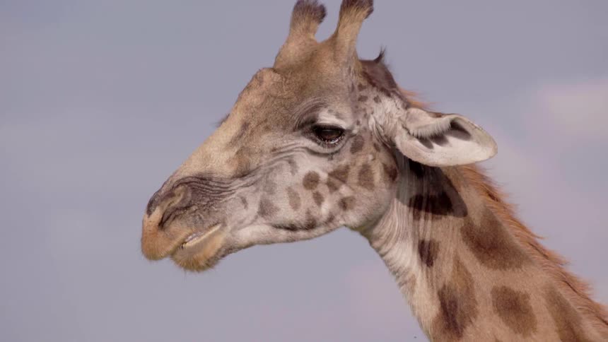 Giraffe chews outside on a sunny day