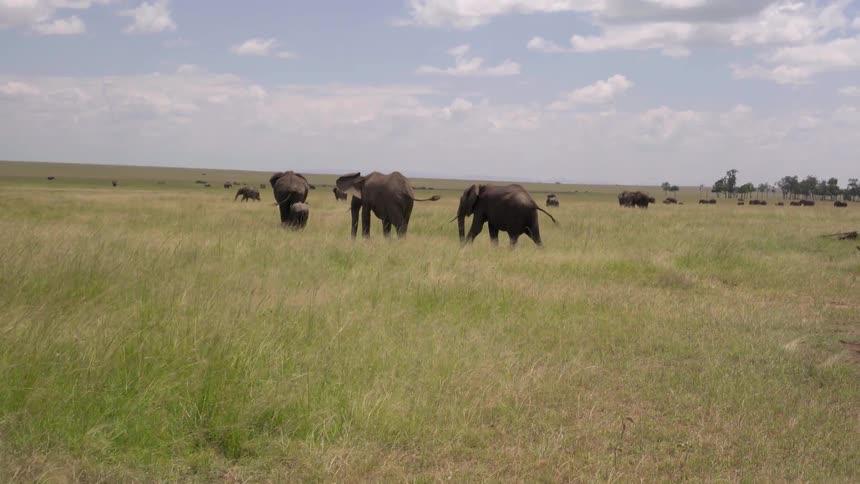 A herd of elephants walk and graze on a cloudy day