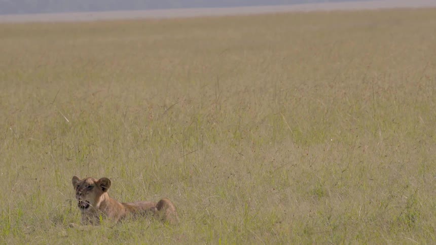 The lion cub yawns in the grass