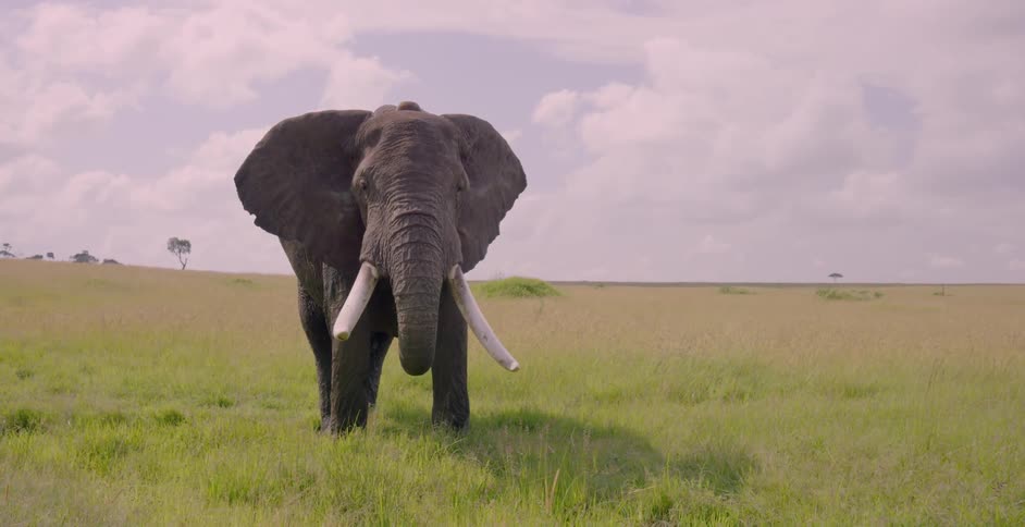 An elephant is standing in the grass drinking water
