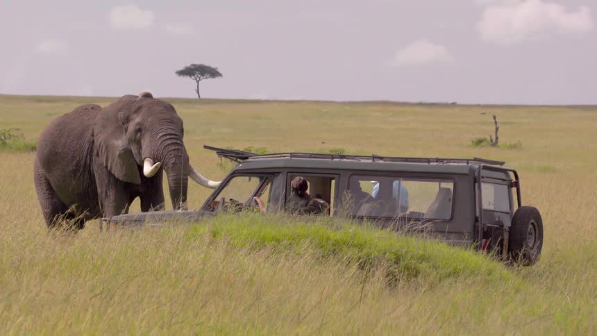 A jeep with tourists stops and and watches a male elephant