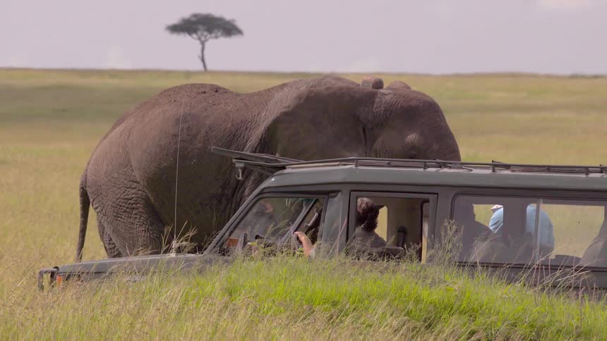 Tourists in a jeep stop to watch an elephant during the day