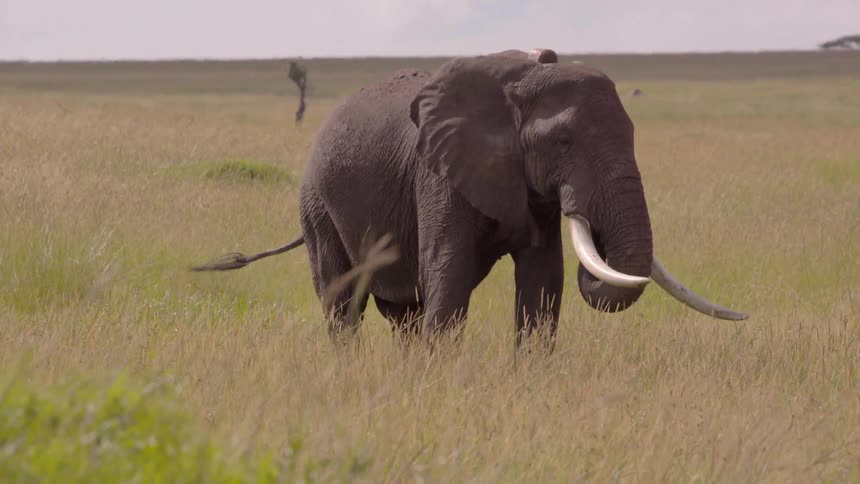 An elephant flaps his ears as he walks in the grass