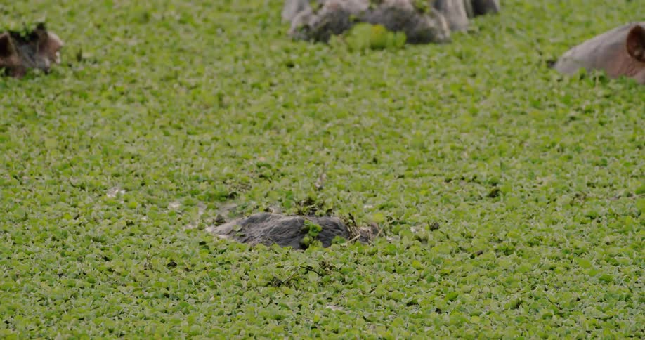 A hippo in the water is submerging under the water