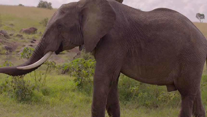 An elephant walks and raises its trunk on the savanna on a cloudy day