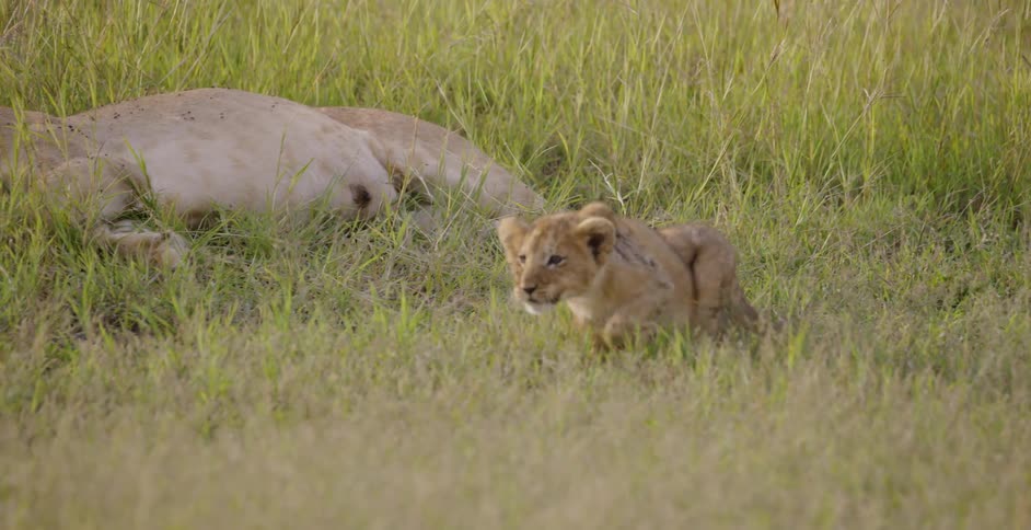 A lion cub walks away from a sleeping parent