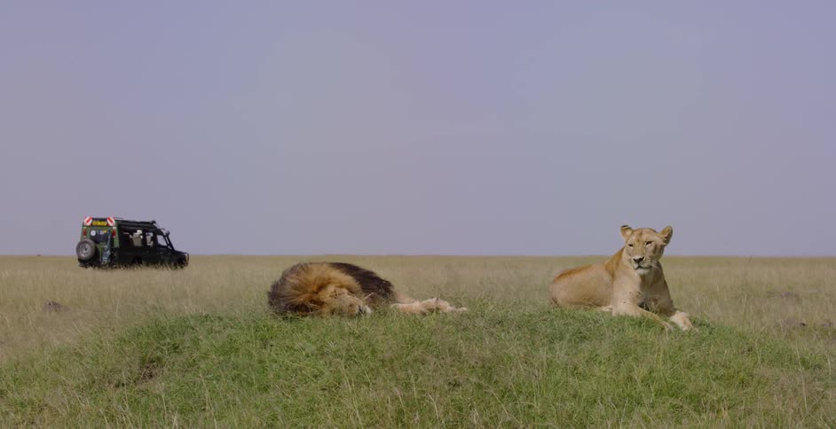 A male and female lion are laying down while a jeep drives past