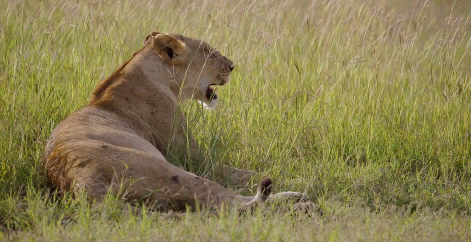 A lion is laying in the grass breathing heavily