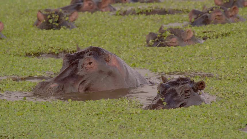 A huge hippo opened his big mouth to yawn