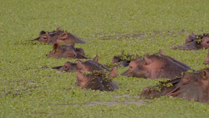 Hippos swimming in an algae covered body of water