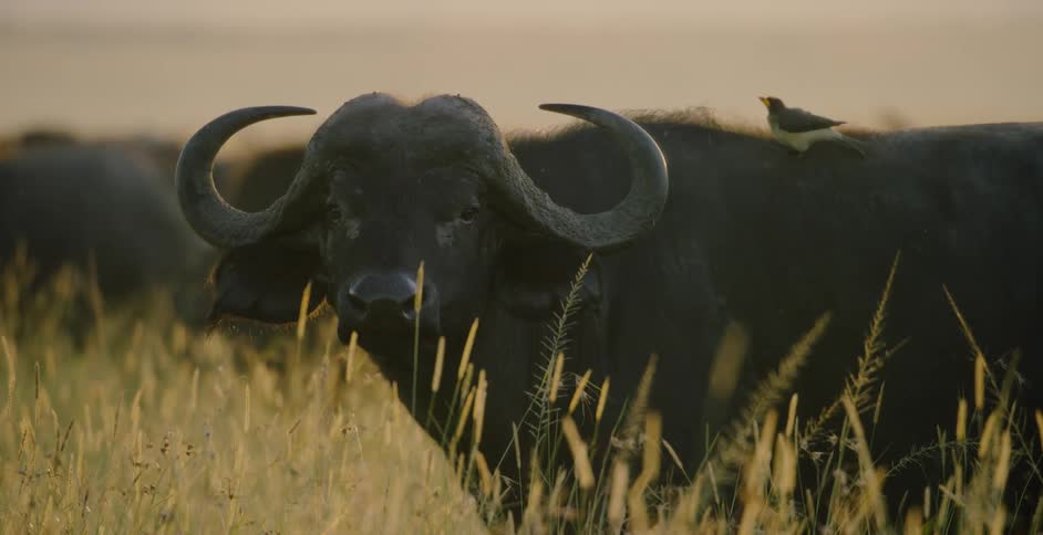 Water buffalo are standing around in tall grass with birds on their backs