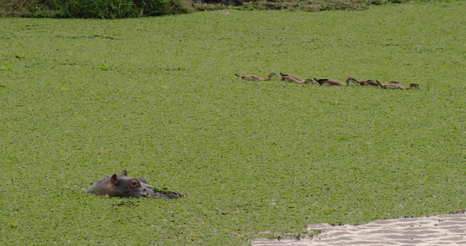 A hippo is sitting in some water